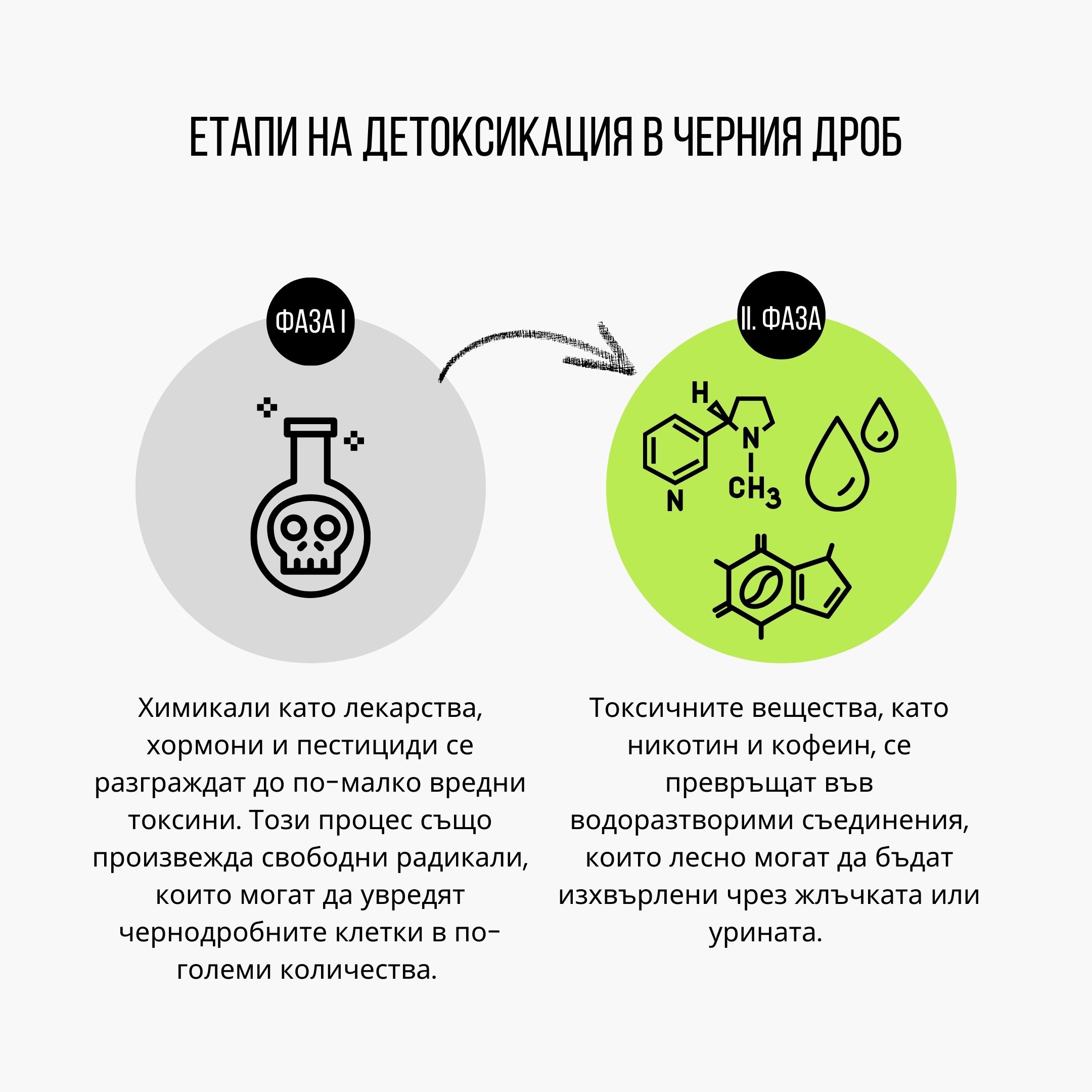 (Bulharština) Fáze detoxikace v játrech